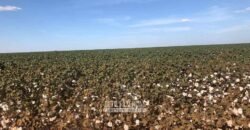 Para Investidores: Fazenda 26.000 hectares de Alta Produtividade | Nova Mutum/ MT