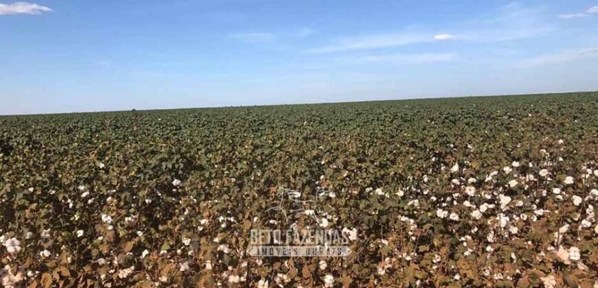 Para Investidores: Fazenda 26.000 hectares de Alta Produtividade | Nova Mutum/ MT