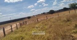 Fazenda de Dupla Aptidão 13.750 hectares | Entre Xique-Xique e Morpará/ BA