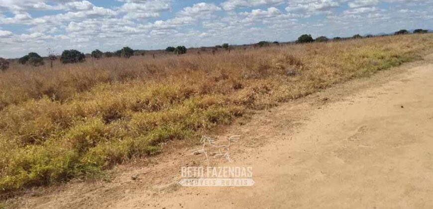 Fazenda de Dupla Aptidão 13.750 hectares | Entre Xique-Xique e Morpará/ BA
