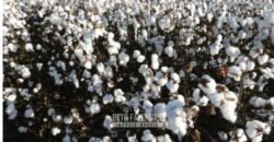 Para Investidores: Fazenda 26.000 hectares de Alta Produtividade | Nova Mutum/ MT