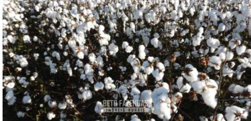 Para Investidores: Fazenda 26.000 hectares de Alta Produtividade | Nova Mutum/ MT
