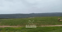 Fazenda de Café 2.929 hectares com Alta Tecnologia | Lassance – MG Fazenda de Café 2.929 hectares com Alta Tecnologia | Lassance – MG