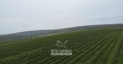 Fazenda de Café 2.929 hectares com Alta Tecnologia | Lassance – MG Fazenda de Café 2.929 hectares com Alta Tecnologia | Lassance – MG