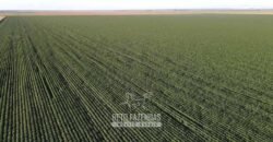 Fazenda à Venda de Grande Porte Infraestrutura Pronta para Soja | Carolina/ MA