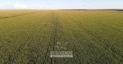 Fazenda à Venda de Grande Porte Infraestrutura Pronta para Soja | Carolina/ MA