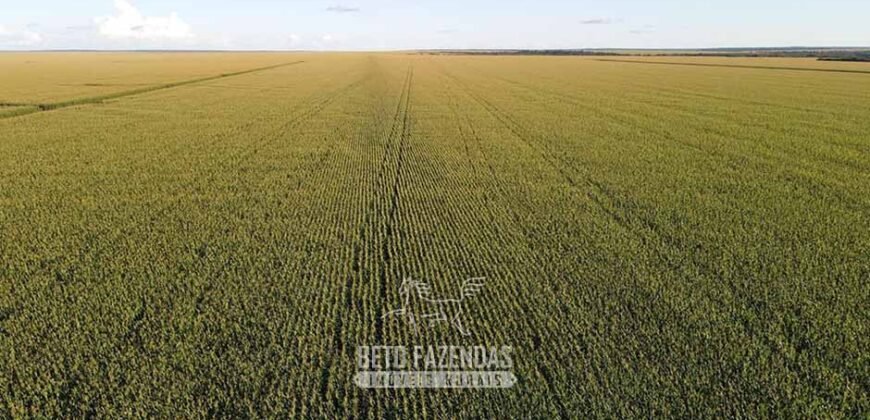 Fazenda à Venda de Grande Porte Infraestrutura Pronta para Soja | Carolina/ MA