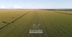 Fazenda à Venda de Grande Porte Infraestrutura Pronta para Soja | Carolina/ MA