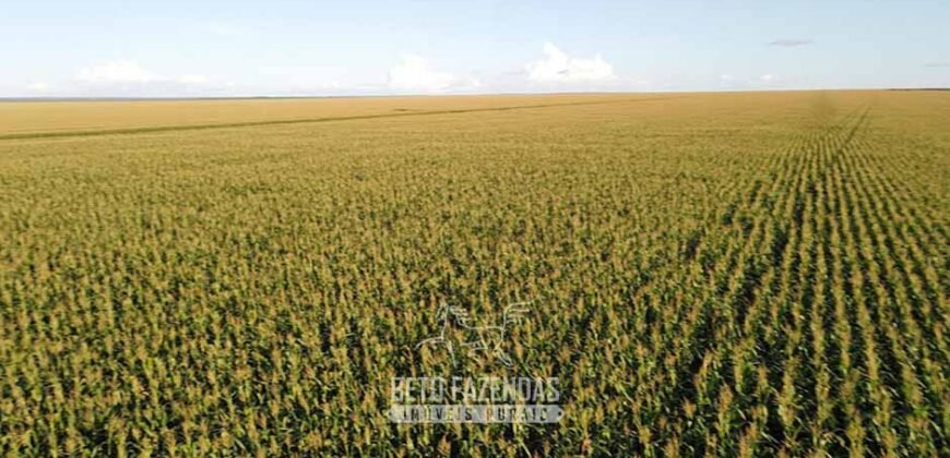 Fazenda à Venda de Grande Porte Infraestrutura Pronta para Soja | Carolina/ MA