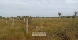 Fazenda à Venda 62 alqueires com Plantação de Pés de Coco | Quissamã/ RJ Fazenda à Venda 62 alqueires com Plantação de Pés de Coco | Quissamã/ RJ