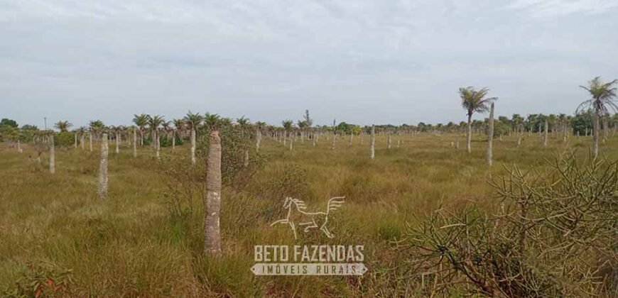 Fazenda à Venda 62 alqueires com Plantação de Pés de Coco | Quissamã/ RJ Fazenda à Venda 62 alqueires com Plantação de Pés de Coco | Quissamã/ RJ