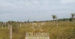 Fazenda à Venda 62 alqueires com Plantação de Pés de Coco | Quissamã/ RJ Fazenda à Venda 62 alqueires com Plantação de Pés de Coco | Quissamã/ RJ