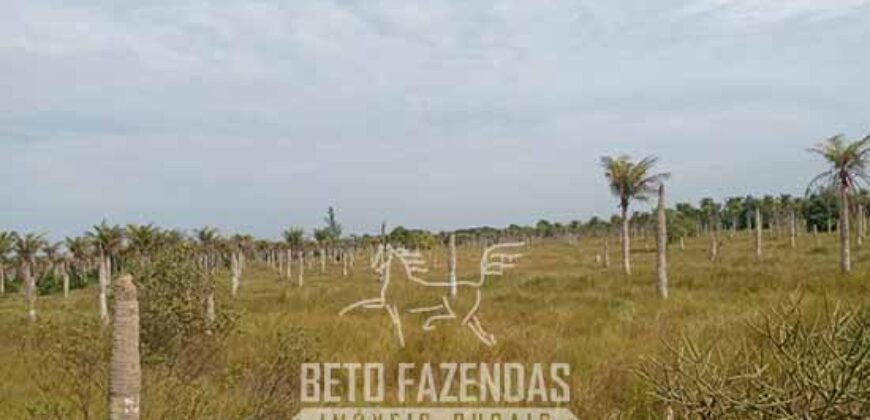Fazenda à Venda 62 alqueires com Plantação de Pés de Coco | Quissamã/ RJ Fazenda à Venda 62 alqueires com Plantação de Pés de Coco | Quissamã/ RJ
