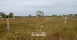 Fazenda à Venda 62 alqueires com Plantação de Pés de Coco | Quissamã/ RJ Fazenda à Venda 62 alqueires com Plantação de Pés de Coco | Quissamã/ RJ