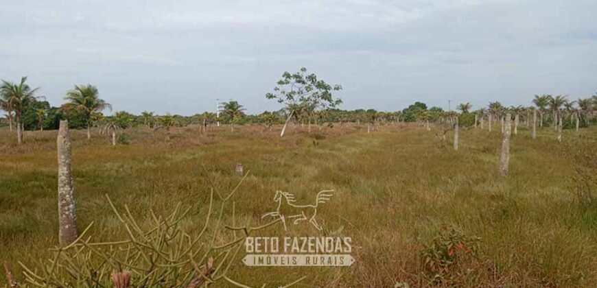 Fazenda à Venda 62 alqueires com Plantação de Pés de Coco | Quissamã/ RJ Fazenda à Venda 62 alqueires com Plantação de Pés de Coco | Quissamã/ RJ