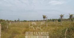 Fazenda à Venda 62 alqueires com Plantação de Pés de Coco | Quissamã/ RJ Fazenda à Venda 62 alqueires com Plantação de Pés de Coco | Quissamã/ RJ