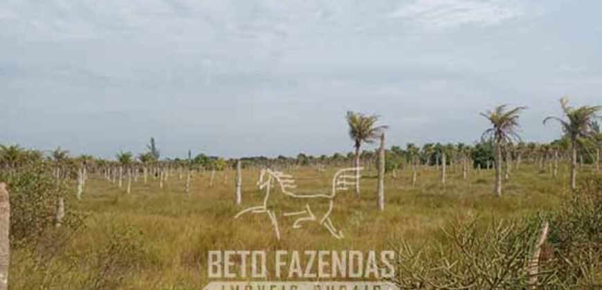 Fazenda à Venda 62 alqueires com Plantação de Pés de Coco | Quissamã/ RJ Fazenda à Venda 62 alqueires com Plantação de Pés de Coco | Quissamã/ RJ