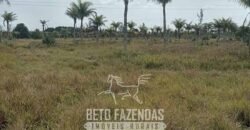 Fazenda à Venda 62 alqueires com Plantação de Pés de Coco | Quissamã/ RJ Fazenda à Venda 62 alqueires com Plantação de Pés de Coco | Quissamã/ RJ