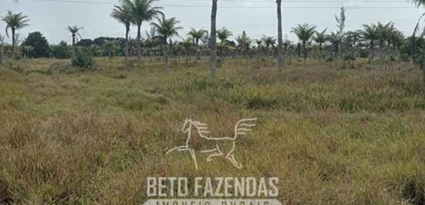 Fazenda à Venda 62 alqueires com Plantação de Pés de Coco | Quissamã/ RJ Fazenda à Venda 62 alqueires com Plantação de Pés de Coco | Quissamã/ RJ