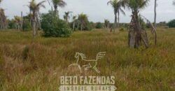 Fazenda à Venda 62 alqueires com Plantação de Pés de Coco | Quissamã/ RJ Fazenda à Venda 62 alqueires com Plantação de Pés de Coco | Quissamã/ RJ