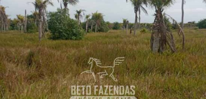 Fazenda à Venda 62 alqueires com Plantação de Pés de Coco | Quissamã/ RJ Fazenda à Venda 62 alqueires com Plantação de Pés de Coco | Quissamã/ RJ