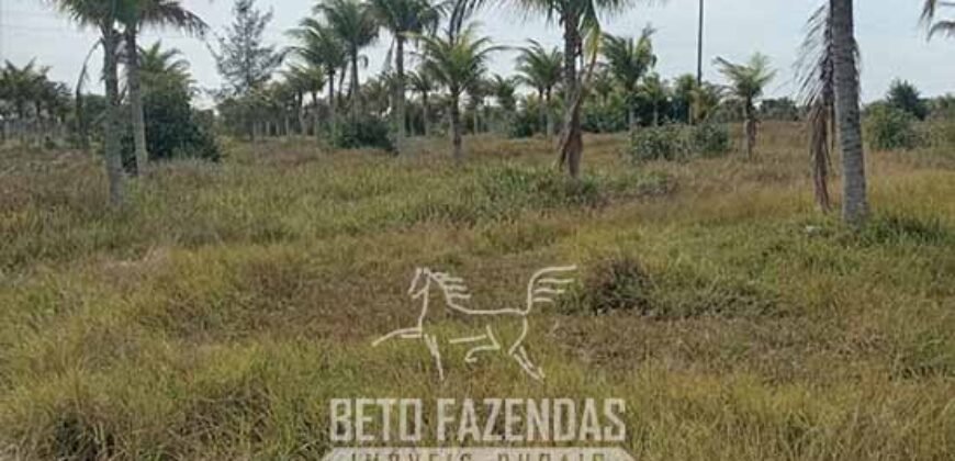 Fazenda à Venda 62 alqueires com Plantação de Pés de Coco | Quissamã/ RJ Fazenda à Venda 62 alqueires com Plantação de Pés de Coco | Quissamã/ RJ