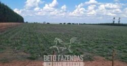 Fazenda de Dupla Aptidão 6.320 has Infraestrutura Completa e Reflorestamento | Unaí/ MG