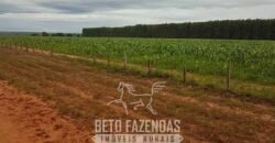 Fazenda de Dupla Aptidão 6.320 has Infraestrutura Completa e Reflorestamento | Unaí/ MG