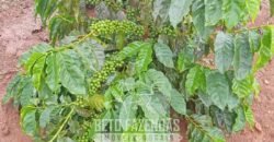 Fazenda de Café 2.929 hectares com Alta Tecnologia | Lassance – MG Fazenda de Café 2.929 hectares com Alta Tecnologia | Lassance – MG