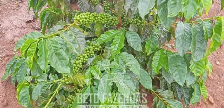 Fazenda de Café 2.929 hectares com Alta Tecnologia | Lassance – MG Fazenda de Café 2.929 hectares com Alta Tecnologia | Lassance – MG