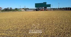 Fazenda à Venda 1.333 hectares Alto Padrão Tecnologia e Produtividade em Café | Piunhi/ MG