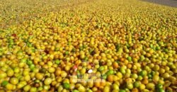 Fazenda à Venda 1.333 hectares Alto Padrão Tecnologia e Produtividade em Café | Piunhi/ MG