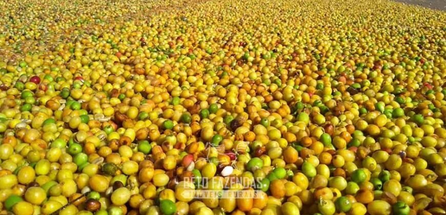 Fazenda à Venda 1.333 hectares Alto Padrão Tecnologia e Produtividade em Café | Piunhi/ MG