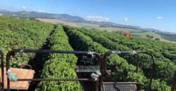 Fazenda à Venda 1.333 hectares Alto Padrão Tecnologia e Produtividade em Café | Piunhi/ MG