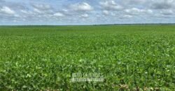 Fazenda à Venda 207.000 hectares de Grande Porte Infraestrutura Florestal | Paragominas/ PA Fazenda à Venda 207.000 hectares de Grande Porte Infraestrutura Florestal | Paragominas/ PA