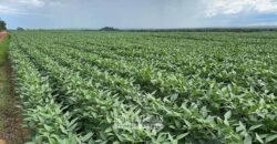 Fazenda à Venda 207.000 hectares de Grande Porte Infraestrutura Florestal | Paragominas/ PA Fazenda à Venda 207.000 hectares de Grande Porte Infraestrutura Florestal | Paragominas/ PA