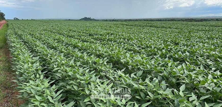 Fazenda à Venda 207.000 hectares de Grande Porte Infraestrutura Florestal | Paragominas/ PA Fazenda à Venda 207.000 hectares de Grande Porte Infraestrutura Florestal | Paragominas/ PA