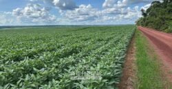 Fazenda à Venda 207.000 hectares de Grande Porte Infraestrutura Florestal | Paragominas/ PA Fazenda à Venda 207.000 hectares de Grande Porte Infraestrutura Florestal | Paragominas/ PA