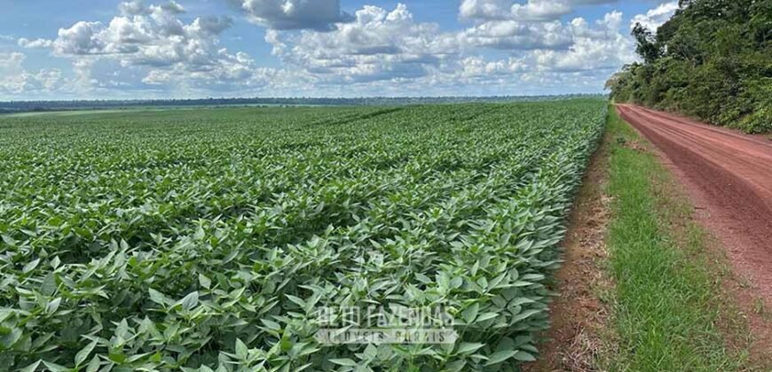 Fazenda à Venda 207.000 hectares de Grande Porte Infraestrutura Florestal | Paragominas/ PA Fazenda à Venda 207.000 hectares de Grande Porte Infraestrutura Florestal | Paragominas/ PA