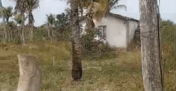 Fazenda à Venda 62 alqueires com Plantação de Pés de Coco | Quissamã/ RJ Fazenda à Venda 62 alqueires com Plantação de Pés de Coco | Quissamã/ RJ