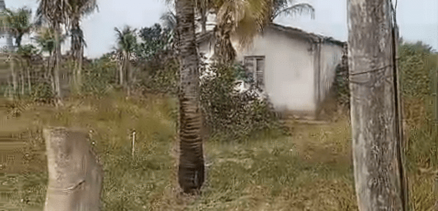 Fazenda à Venda 62 alqueires com Plantação de Pés de Coco | Quissamã/ RJ Fazenda à Venda 62 alqueires com Plantação de Pés de Coco | Quissamã/ RJ