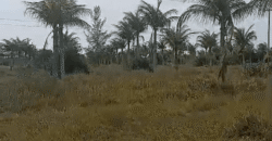 Fazenda à Venda 62 alqueires com Plantação de Pés de Coco | Quissamã/ RJ Fazenda à Venda 62 alqueires com Plantação de Pés de Coco | Quissamã/ RJ