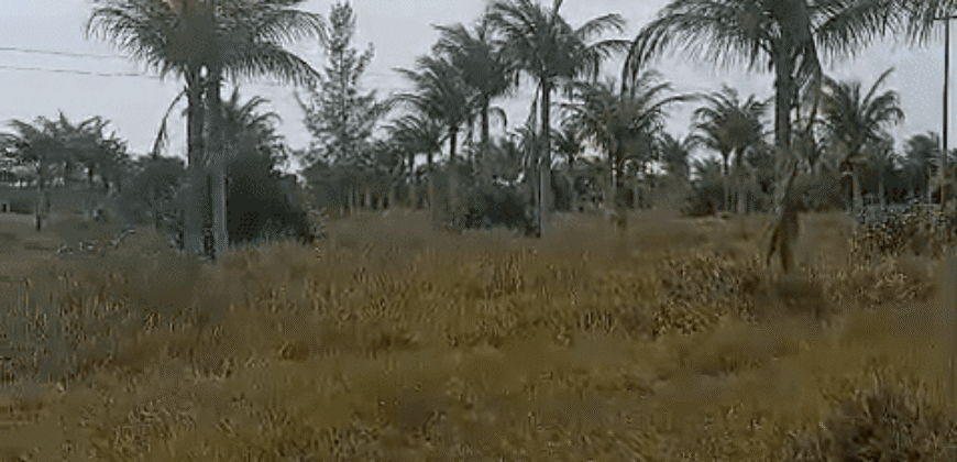 Fazenda à Venda 62 alqueires com Plantação de Pés de Coco | Quissamã/ RJ Fazenda à Venda 62 alqueires com Plantação de Pés de Coco | Quissamã/ RJ