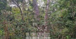 Fazenda à Venda 15.726 Hectares Para Lavoura no MATOPIBA | Santa Rosa/PI Fazenda à Venda 15.726 Hectares Para Lavoura no MATOPIBA | Santa Rosa/PI