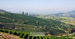 Fazenda de Café à Venda com 127 hectares em Plena Produção | Alfenas/ MG