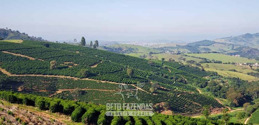 Fazenda de Café à Venda com 127 hectares em Plena Produção | Alfenas/ MG