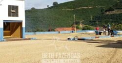 Fazenda de Café à Venda com 127 hectares em Plena Produção | Alfenas/ MG