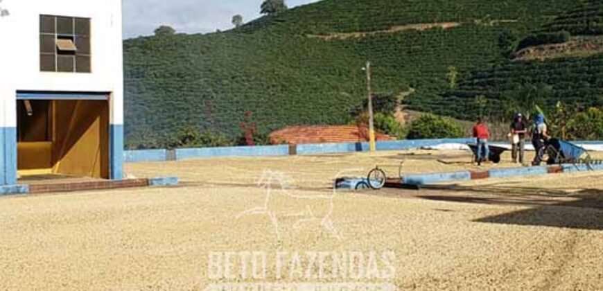 Fazenda de Café à Venda com 127 hectares em Plena Produção | Alfenas/ MG
