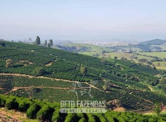 Fazenda de Café à Venda com 127 hectares em Plena Produção | Alfenas/ MG Fazenda de Café à Venda com 127 hectares em Plena Produção | Alfenas/ MG