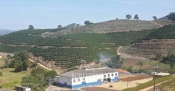 Fazenda de Café à Venda com 127 hectares em Plena Produção | Alfenas/ MG